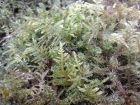 2023-03-25 14.01.10 moss ferny.jpg