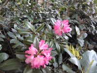 2023-05-17 19.16.57 Rhododendren lila schön.jpg