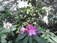 2023-05-17 19.15.24 Rhododendren lila und weiß.jpg