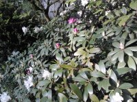 2023-05-17 19.15.15 Rhododendren lila und weiß.jpg