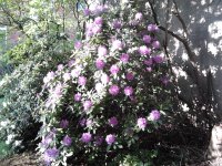 2023-05-17 19.14.50 Rhododendren lila und weiß.jpg