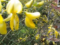 2023-05-21 08.37.25 Cytisus scoparius yellow.jpg