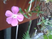 2023-05-30 15.54.39 5 Phlox cuspidata 5pc pink Balkon.jpg