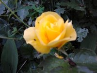 2023-06-02 19.46.11 gelbe Rose.jpg