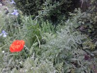 2023-05-29 10.08.56 Papaver orientale Türkischer Mohn 67pc-y.jpg