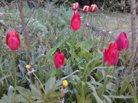 2023-04-30 08.12.19 Tulipa gesneriana (15) 26pc-y (wohl nicht aximensis 47pc).jpg