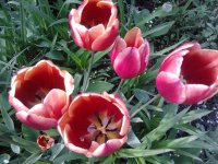2023-05-06 18.23.05 Tulipa gesneriana (15) 50pc.jpg