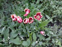 2023-05-11 07.25.39 Tulipa gesneriana (15) Garten-Tulpe.jpg
