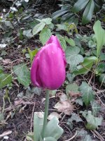 2023-04-28 13.37.10 Tulipa nur eine unterm Riesen-Buchs geschafft purple.jpg