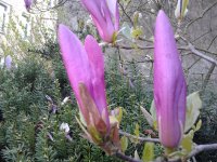 2023-04-19 10.01.30 Magnolia liliiflora Purpur-Magnolie purple-flowered magnolia mu-lan schön...jpg