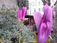 2023-04-19 10.01.00 Magnolia liliiflora Purpur-Magnolie purple-flowered magnolia mu-lan schön...jpg