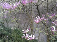 2023-04-22 17.53.03 Magnolie magnolia Blüten offen purple.jpg