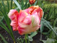2023-04-27 13.17.16 Tulipa aximensis55 crispa pink+white+green.jpg