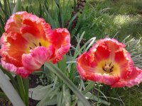 2023-04-27 13.17.11 Tulipa aximensis55 crispa pink+white+yellow+black.jpg