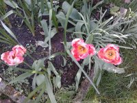 2023-04-27 13.16.55 Tulipa aximensis55 crispa pink+white+yellow+black+green.jpg