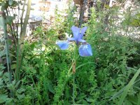 2023-06-05 13.10.23 Iris sibirica Sibirische Schwertlilie Siberian flag 25pc-y blue.jpg