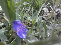 2023-05-29 12.25.36 Tradescantia ohiensis Dreimasterblumen (blue jacket) 44pc-y.jpg