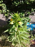 2023-06-21 10.45.37 Oenothera biennis common evening primrose 24pc-y.jpg