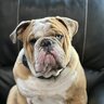 Bulldog mama