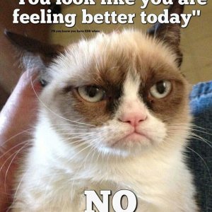 grumpy cat.jpg