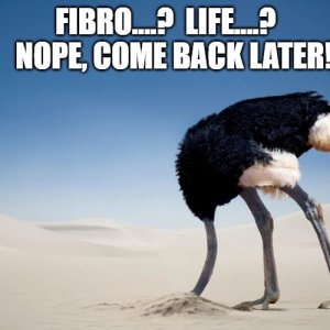 Ostrich Fibro.jpg