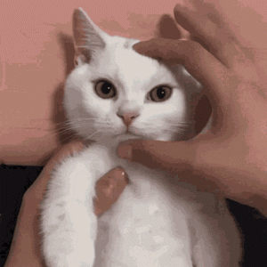 cat.gif