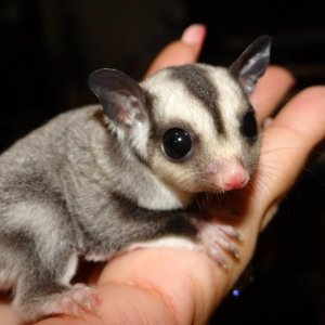 sugar-glider-254191.jpg