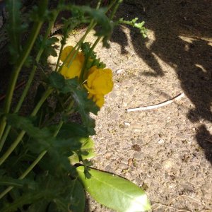 2023-04-22 16.16.42 Schöne gelbe Blüten unter Treppe.jpg