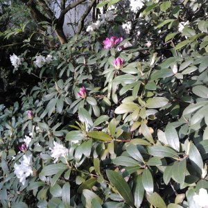 2023-05-17 19.15.15 Rhododendren lila und weiß.jpg