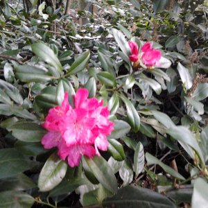 2023-05-13 19.53.56 Rhododendren pink.jpg