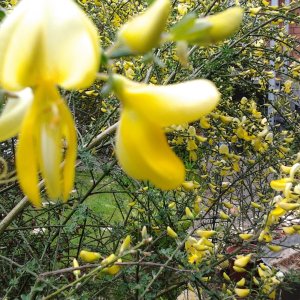 2023-05-21 08.37.25 Cytisus scoparius yellow.jpg