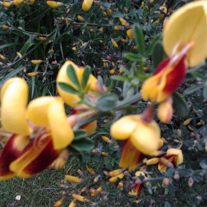 2023-05-21 08.37.04 Cytisus scoparius Firefly.jpg