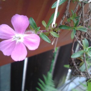 2023-05-30 15.54.39 5 Phlox cuspidata 5pc pink Balkon.jpg