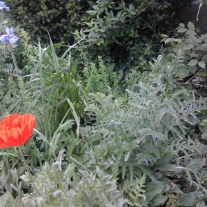 2023-05-29 10.08.56 Papaver orientale Türkischer Mohn 67pc-y.jpg