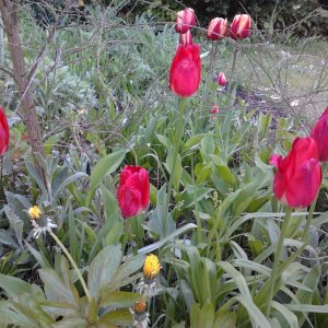 2023-04-30 08.12.19 Tulipa gesneriana (15) 26pc-y (wohl nicht aximensis 47pc).jpg