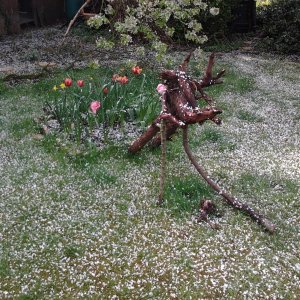 2023-05-05 10.00.55 Tulpen-Quadrat+Skulptur mit Kirschblüten.jpg