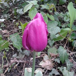 2023-04-28 13.37.10 Tulipa nur eine unterm Riesen-Buchs geschafft purple.jpg