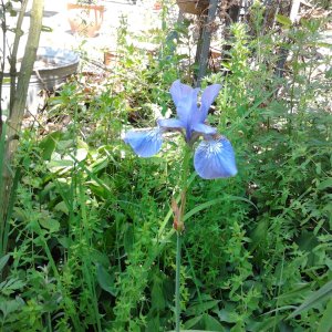 2023-06-05 13.10.23 Iris sibirica Sibirische Schwertlilie Siberian flag 25pc-y blue.jpg