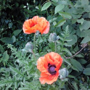 2023-06-05 10.38.42 Türkischer Mohn.jpg