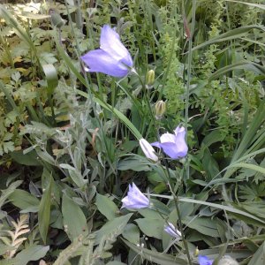 2023-06-05 10.38.49 Campanula Glockenblume blue.jpg