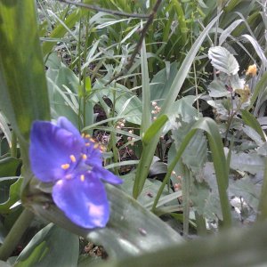 2023-05-29 12.25.36 Tradescantia ohiensis Dreimasterblumen (blue jacket) 44pc-y.jpg