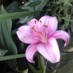 2023-06-21 18.26.09  Lilium bulbiferum Feuer-Lilie Orange lily 11pc.jpg