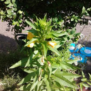 2023-06-21 10.45.37 Oenothera biennis common evening primrose 24pc-y.jpg