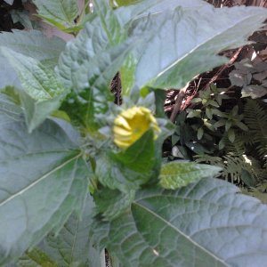 2023-06-21 10.48.27 Helianthus decapetalus 36pc-5.jpg